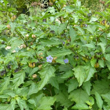 Tähtiperunkoiso (siemenet) - Nicandra physalodes
