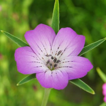 Isoaurankukka (siemenet) - Agrostemma githago