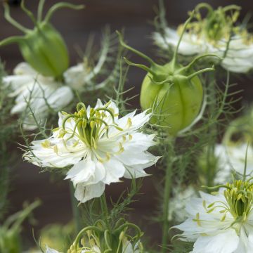 Tarhaneito Blanche à capsule verte (siemenet)