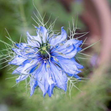 Tarhaneito Miss Jekyll Blue (siemenet)