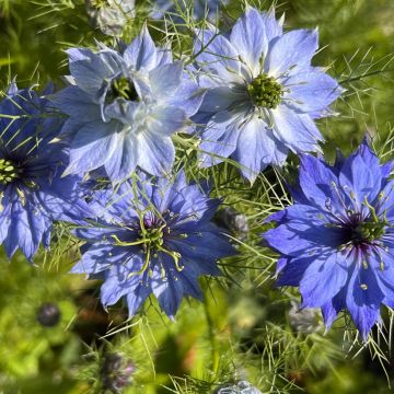 Tarhaneito Moody Blues (siemenet)