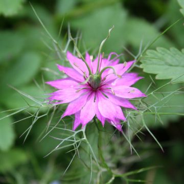 Tarhaneito Persian Rose (siemenet)