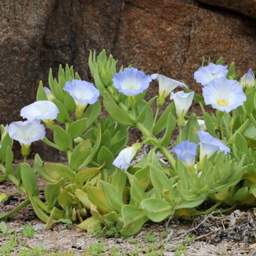 Isonolaana (siemenet) - Nolana paradoxa subsp. atriplicifolia