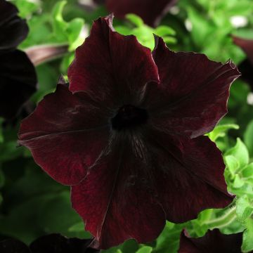 Tarhapetunia Sophistica Blackberry (siemenet)