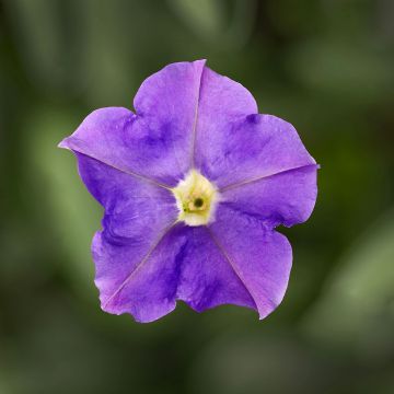 Riippapetunia Flashforward Sky Blue (siemenet)