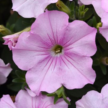 Riippapetunia Easy Wave Pink Pearl (siemenet)