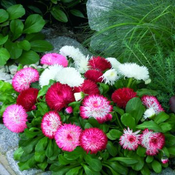 Kaunokainen Habanera Mix (siemenet)