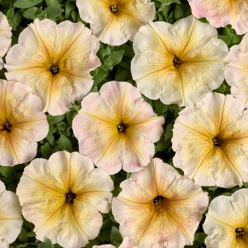 Tarhapetunia Ingrid F1 (päällystetyt siemenet)