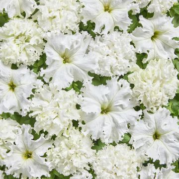 Tarhapetunia White Double (päällystetyt siemenet)