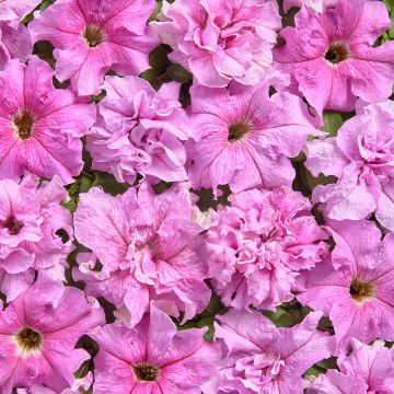 Tarhapetunia Peace (1947) (päällystetyt siemenet)