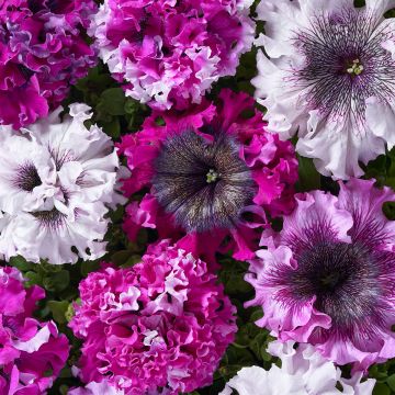 Tarhapetunia Superbissima Cerny’s Triumph (päällystetyt siemenet)