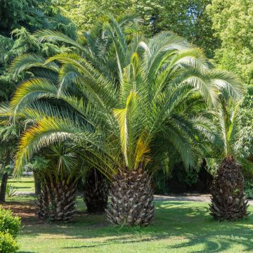 Sinibutiapalmu (siemenet) - Butia capitata