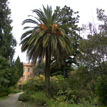Kanariantaateli (siemenet) - Phoenix canariensis