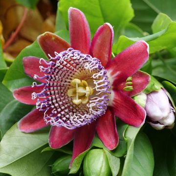 Jättipassio (siemenet) - Passiflora quadrangularis
