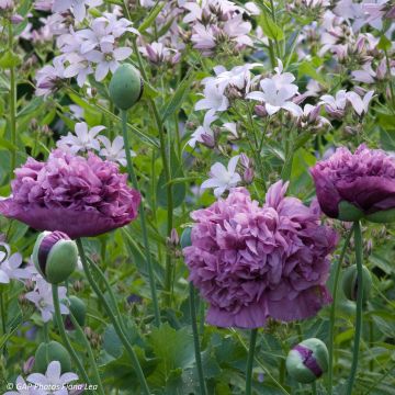 Oopiumiunikko Purple Peony
