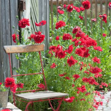 Oopiumiunikko Red Peony