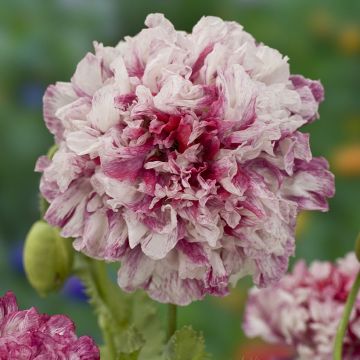 Oopiumiunikko - Papaver paeoniflorum (somniferum var. paeoniflorum)