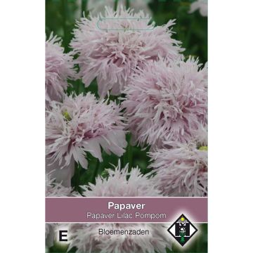 Oopiumiunikko Lilac Pompom