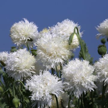 Oopiumiunikko White Swan