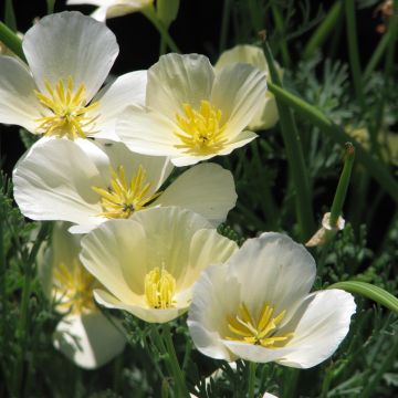 Kaliforniantuliunikko Alba (siemenet)