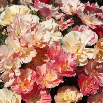Kaliforniantuliunikko Appleblossom (siemenet)