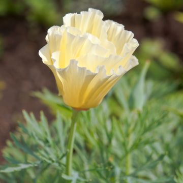 Kaliforniantuliunikko Cream Swirl (siemenet)