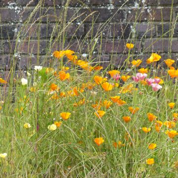 Kaliforniantuliunikko Garden mix (siemenet)