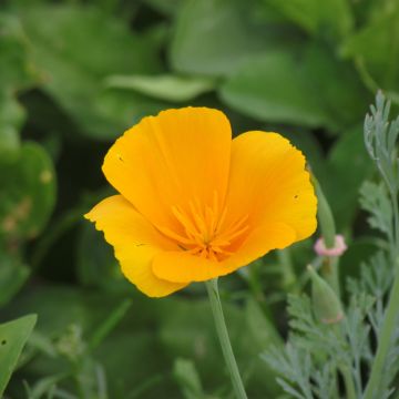 Kaliforniantuliunikko Aurantiaca orange luomu (siemenet)