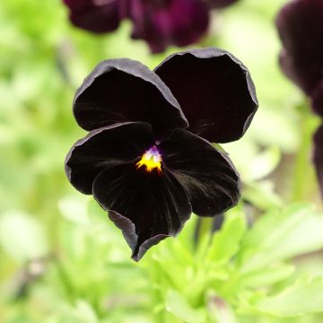 Tarhaorvokki Black Cristal
