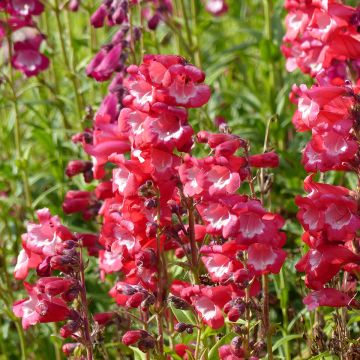 Purppurapipo Le Phare (siemenet)