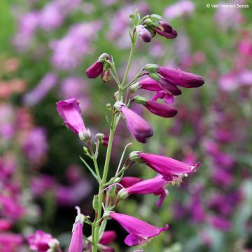 Punapipo Twizzle Purple (siemenet)