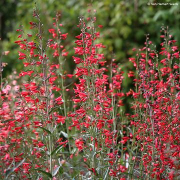 Punapipo Twizzle Scarlet (siemenet)