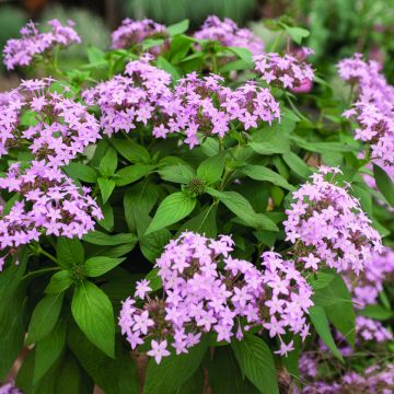 Punaviisikki Northern Lights Lavender (siemenet)