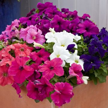Riippapetunia Espresso Grande Mix (siemenet)