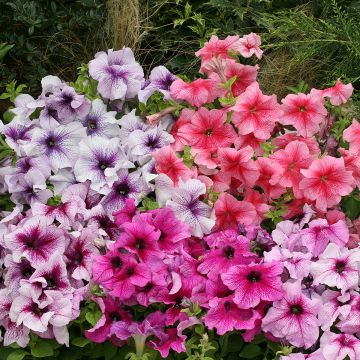 Riippapetunia Prism Sundae Mix (siemenet)