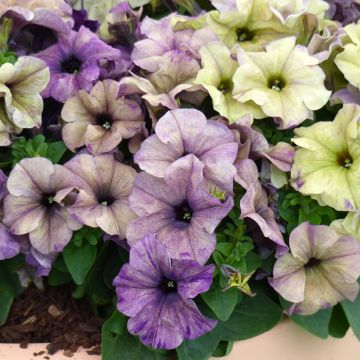 Tarhapetunia Shake F1 Blueberry (siemenet)