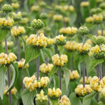 Anatolianpaloyrtti (siemenet) - Phlomis russeliana