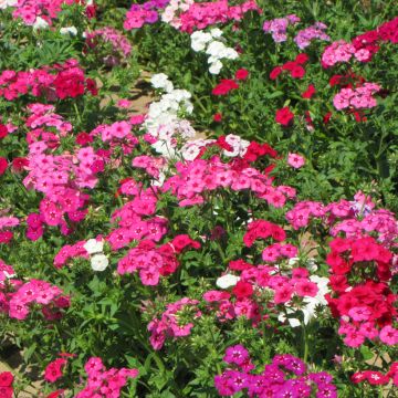 Kesäleimu Grandiflora Mix (siemenet)