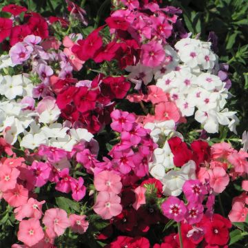 Kesäleimu Dwarf Beauty Mix (siemenet)
