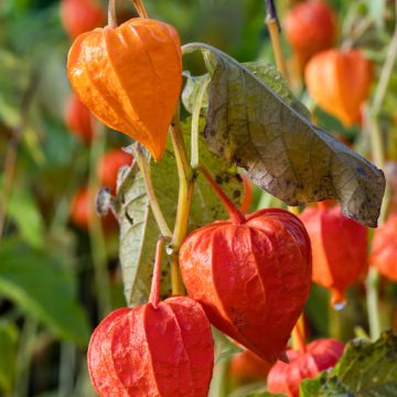 Lyhtykoiso (siemenet) - Physalis alkekengi var. franchetii
