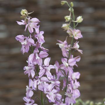 Rikkakukonkannus Fancy Belladonna (siemenet)