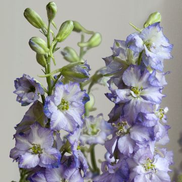 Ritarinkannus Fancy Purple Picotee (siemenet)