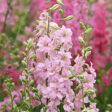 Rikkakukonkannus Imperial QIS Light Pink (siemenet)