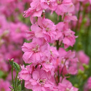 Rikkakukonkannus Imperial QIS Rose (siemenet)