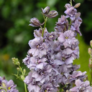 Rikkakukonkannus Misty Lavender (siemenet)