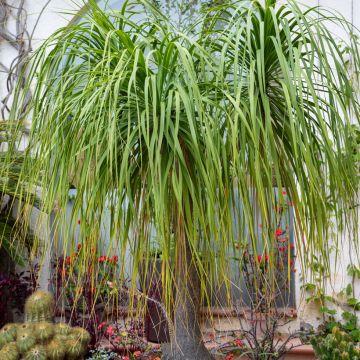 Pullojukka (siemenet) - Beaucarnea recurvata