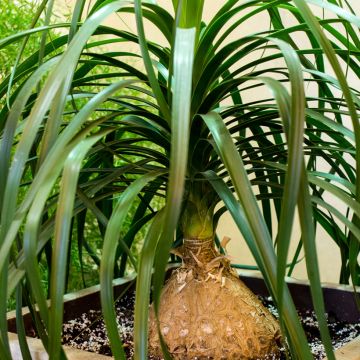 Pullojukka (siemenet) - Beaucarnea recurvata