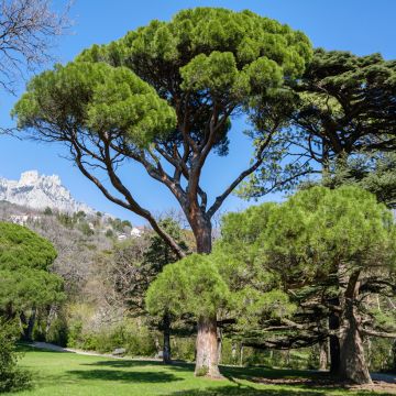 Pinja (siemenet) - Pinus pinea