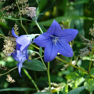 Jalokello Mariesii Blue (siemenet)