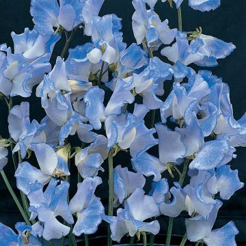 Tuoksuherne Blue Ripple (siemenet)